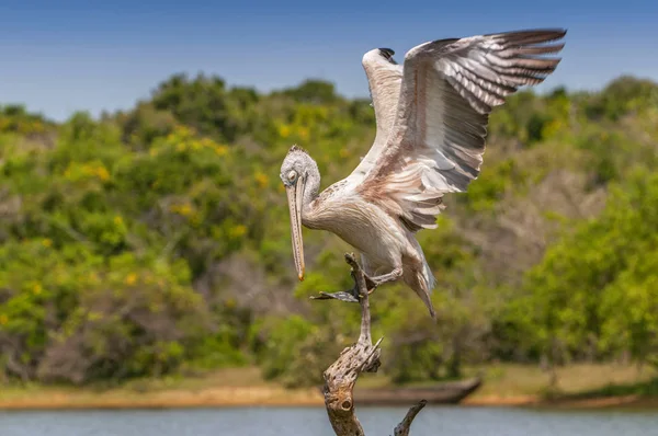 Gevlekte pelikaan of grijze pelikaan (Pelecanus philippensis), Yala nationale patk, Sri Lanka. — Stockfoto