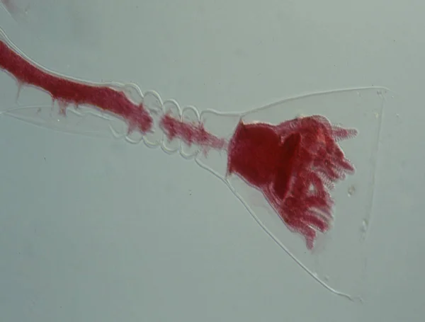 Медузы Микроскопом — стоковое фото