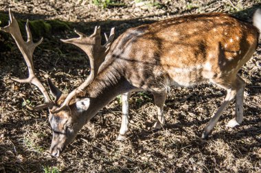 Yazlık elbiseli Sika geyiği