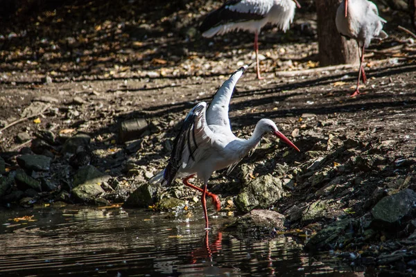 Störche im Wald — Stockfoto