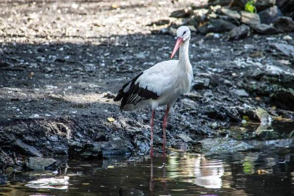 Storks in the forest — ストック写真