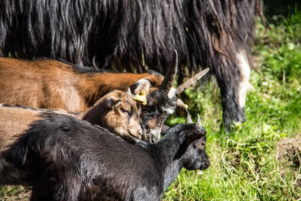 Chèvres sauvages dans la forêt — Photo