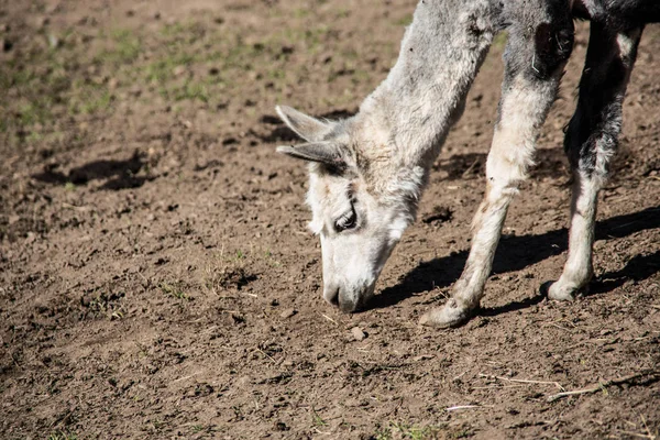草原上的美洲驼 — 图库照片
