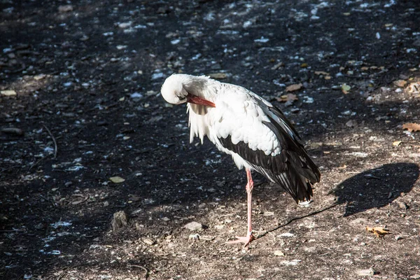 Cegonhas na floresta — Fotografia de Stock