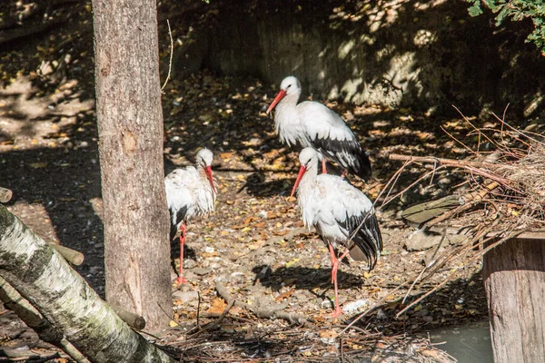 Störche im Wald — Stockfoto