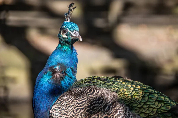 Голубой павлин с перьями — стоковое фото