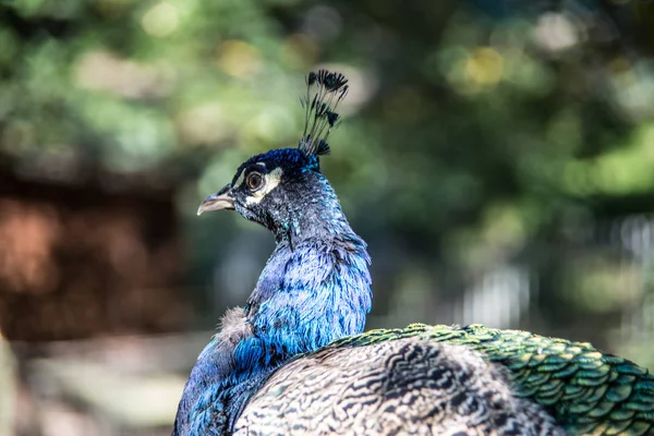 Cabeza de pavo real azul con plumas — Foto de Stock