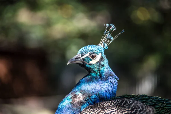 Cabeza de pavo real azul con plumas —  Fotos de Stock