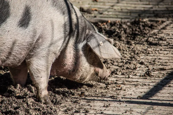 Huisdier varken in de modder — Stockfoto