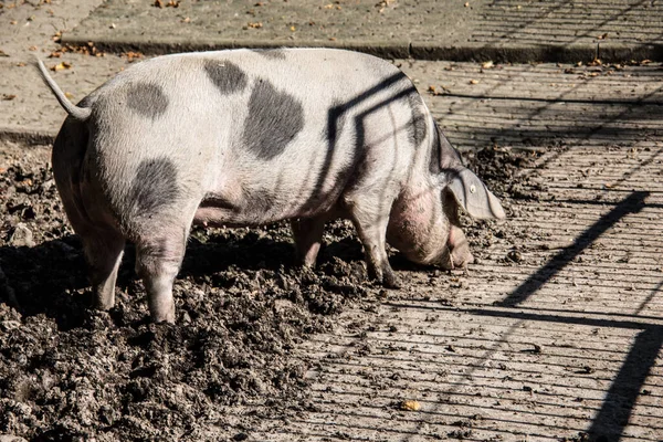 Hausschwein im Schlamm — Stockfoto