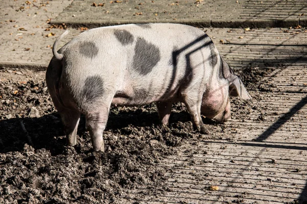 Huisdier varken in de modder — Stockfoto