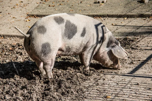 Hausschwein im Schlamm — Stockfoto