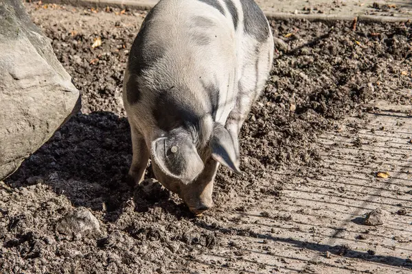 Hausschwein im Schlamm — Stockfoto