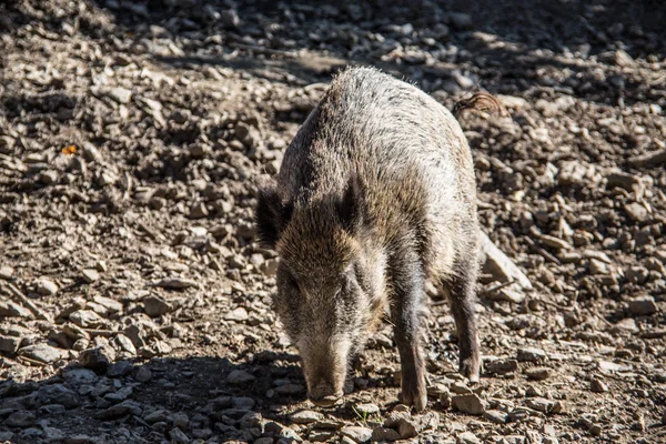 Бытовая свинья в грязи — стоковое фото