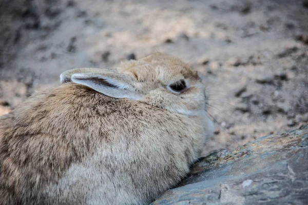 野原のウサギたち — ストック写真
