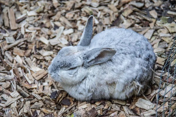 Hasen auf dem Feld — Stockfoto