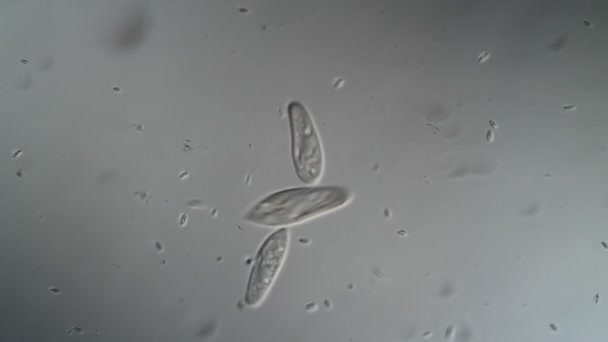 Maultiere Ciliate Unter Dem Mikroskop — Stockvideo