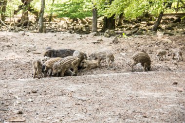 Çamurda çömezleri olan yaban domuzu.