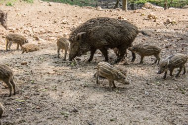 Çamurda çömezleri olan yaban domuzu.