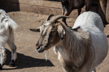 Kahverengi beyaz keçiler