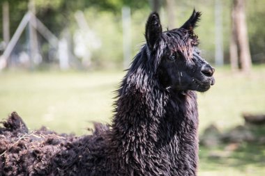 Lama otlakta yemek yerken