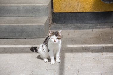 beyaz gri evcil kedi merdivenlerde