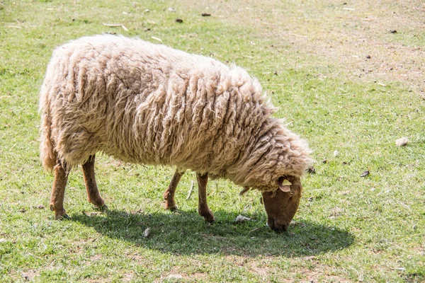 Вівці в пасовищі при їжі — стокове фото