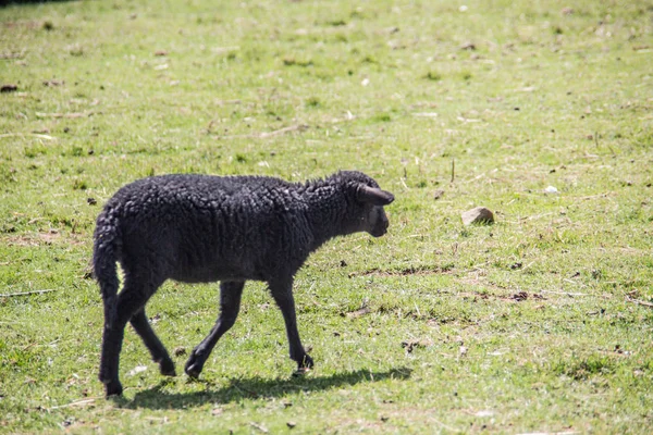 Πρόβατα σε βοσκότοπους — Φωτογραφία Αρχείου