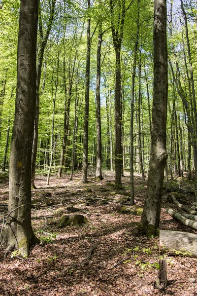 Strom s houbami stromů jako paraziti — Stock fotografie