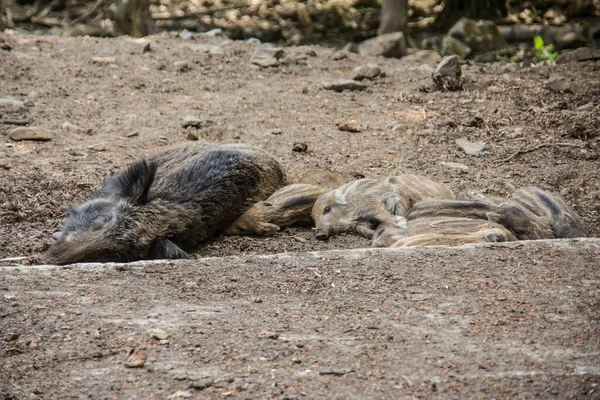 Sanglier avec des jeunes dans la boue — Photo