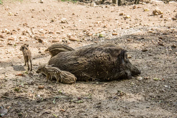 Wild boar with freshlings in the mud — Stock Photo, Image