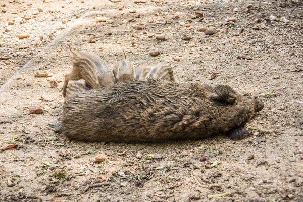 泥の中で新鮮な野生のイノシシ — ストック写真