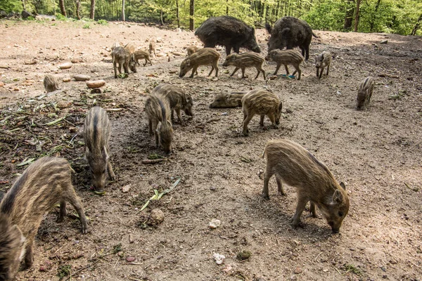 Wild boar with freshlings in the mud — Stock Photo, Image