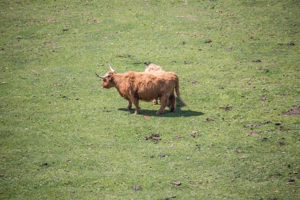 Scott gado selvagem em pasto — Fotografia de Stock