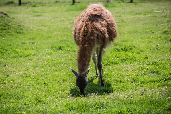 Lama på betesmark medan du äter — Stockfoto