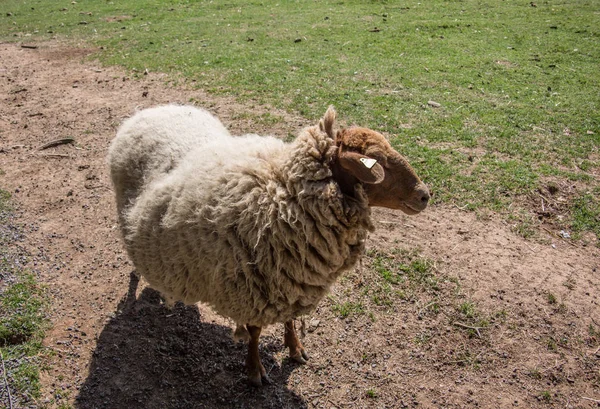 Ovejas en el pasto al comer — Foto de Stock