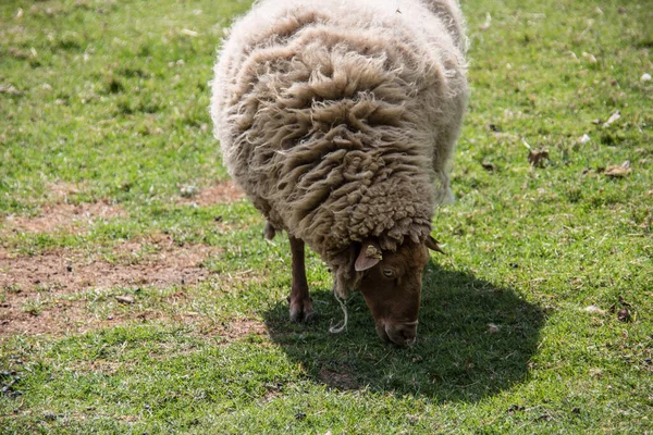 Овцы на пастбище во время еды — стоковое фото