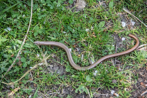 Pomalý červ se svíjí v trávě — Stock fotografie
