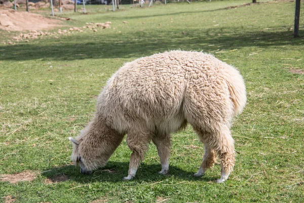 Láma a legelőn evés közben — Stock Fotó