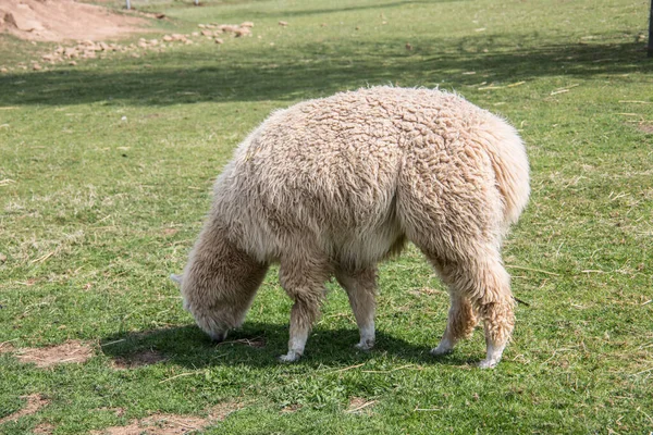 Lama på betesmark medan du äter — Stockfoto