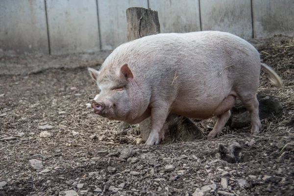 Růžové domácí prase na poli — Stock fotografie