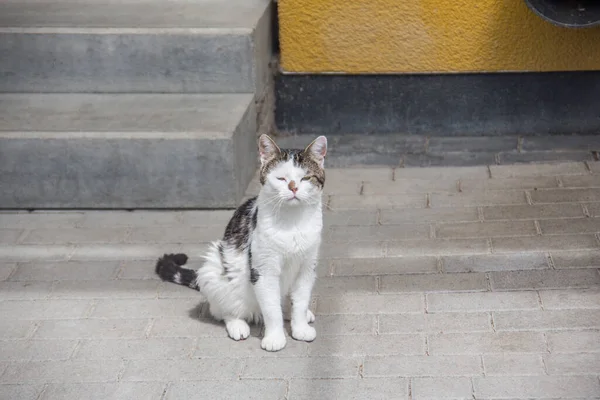 Branco cinza doméstico gato nas escadas — Fotografia de Stock