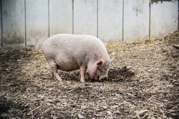 Rosafarbenes Hausschwein auf Feld — Stockfoto