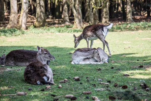 Ciervos en el borde del bosque mientras pastan — Foto de Stock