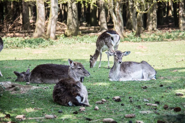 Ciervos en el borde del bosque mientras pastan — Foto de Stock