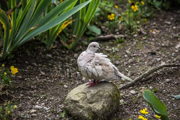 Pombo branco rindo no jardim — Fotografia de Stock