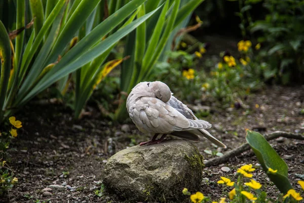 Pombo branco rindo no jardim — Fotografia de Stock