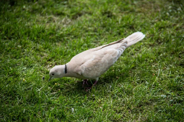 White laughing pigeon in the garden — 스톡 사진
