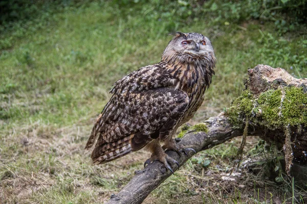 Číhající sova sedí na větvi — Stock fotografie