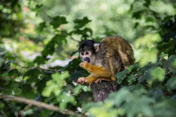 Macaco esquilo subindo na árvore — Fotografia de Stock